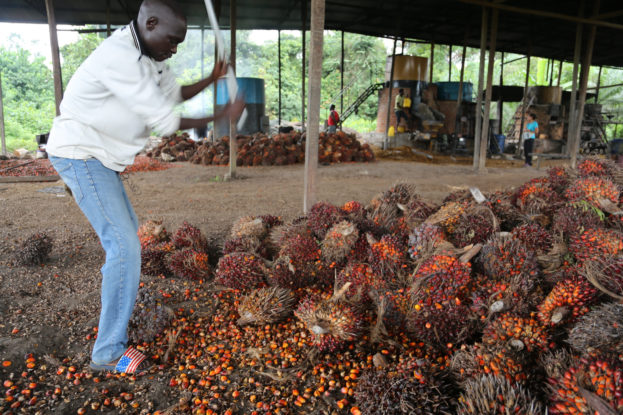 oil palm, palm oil, cameroon, DRC, Congo basin, oil palm in the congo basin, palm oil frontier, palm oil central africa, oil palm central africa, central africa smallholders, palm oil small holders, smallholders