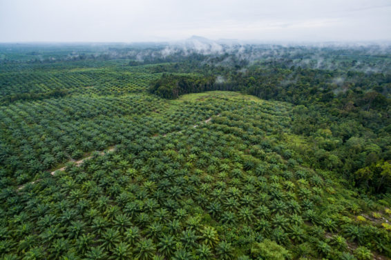west kalimantan, borneo, palm oil, oil palm, deforestation, bioenergy, circular economy