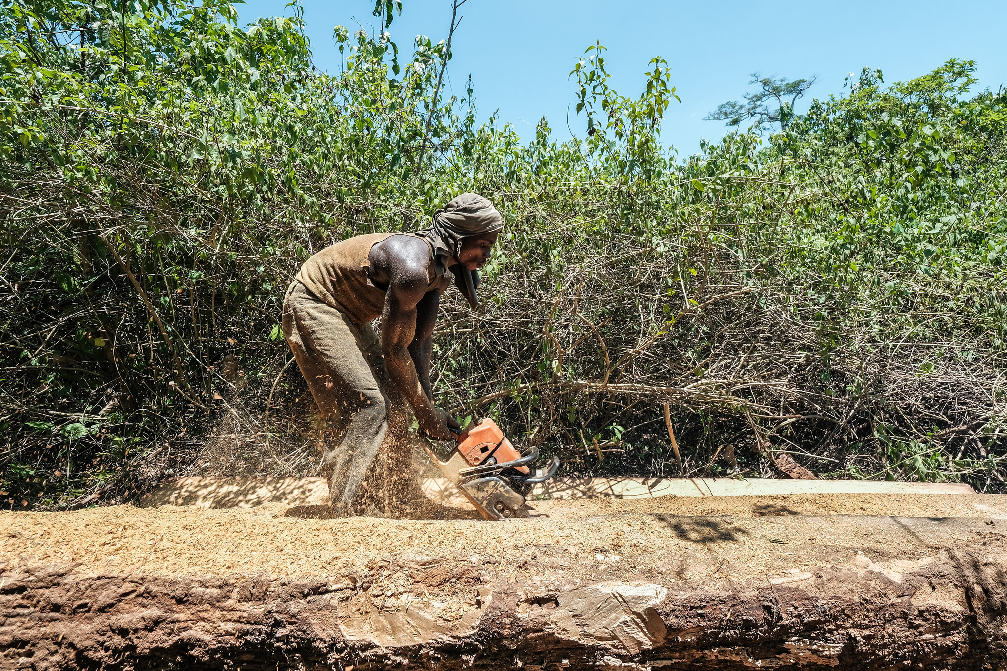 Comment exploiter durablement le bois d’œuvre en RDC ?