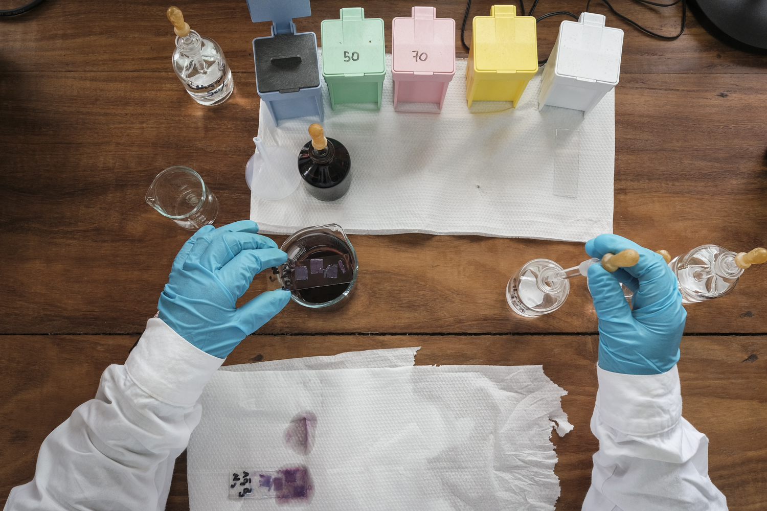 Bassin du Congo : Déchiffrer le passé pour prédire l’avenir