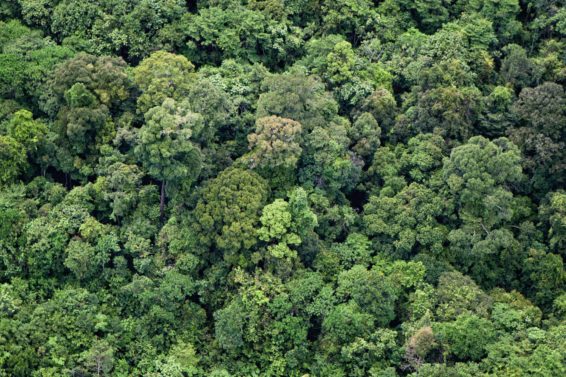 Borneo, protected forest, WWF, logging, deforestation, sustainability, Borneo protected forest