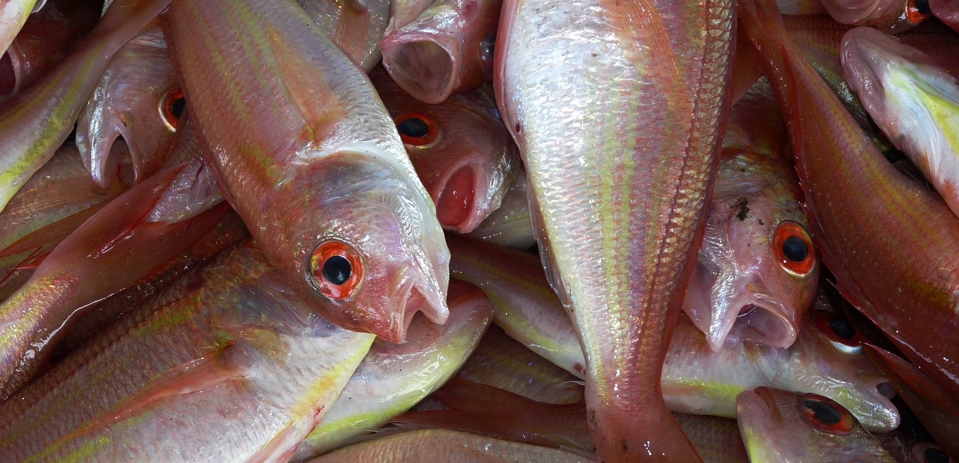 fish, fish market, nutrition, food security, water and forests, fisheries and forests