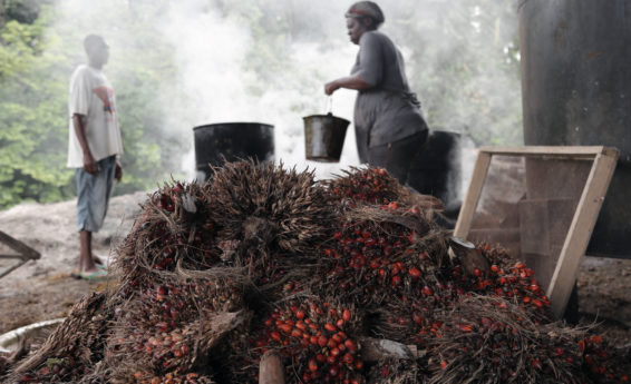 smallholder palm oil in Cameroon, oil palm, palm oil, Congo Basin, Central Africa, smalholder