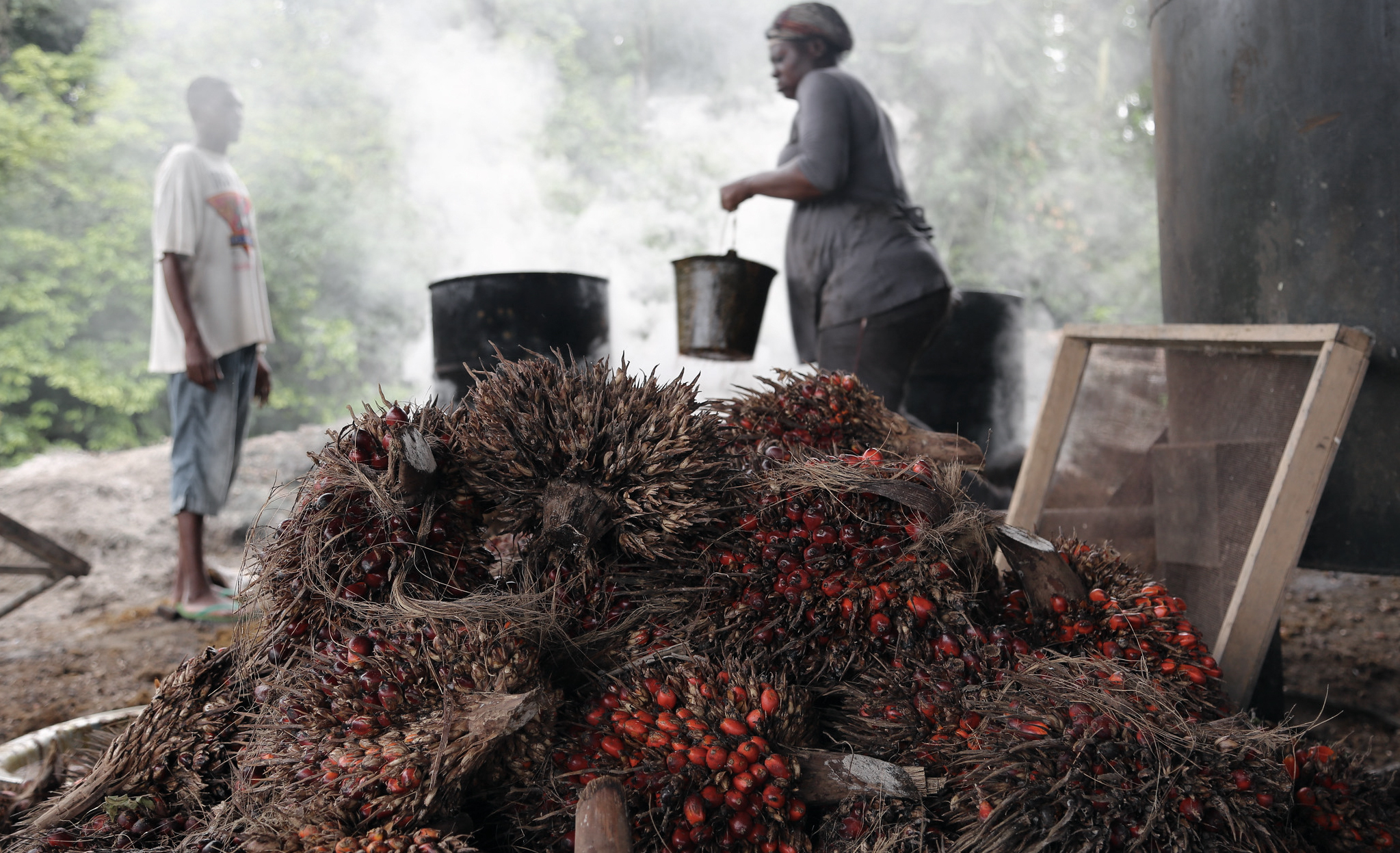 The Congo Basin: palm oil’s next frontier