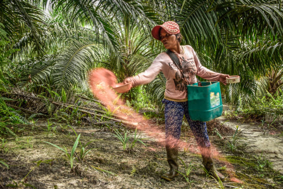 smallholder, palm oil, oil palm, indonesia, sustainable palm oil, ISPO, RSPO