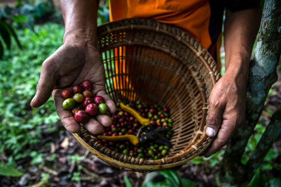 coffee beans, coffee leaf rust epidemic, CLR, Mexico Chiapas, smallholder coffee, agroforestry