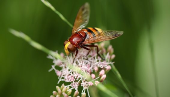 pollinator, hoverfly, food system, pollinate food, hoverfly, bee, hoverfly bee, insect extinction, agricural intensification, sustainable agriculture