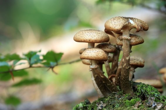 mushrooms, fungus, mushroom industry, fungi, agroforestry, circular agroforestry