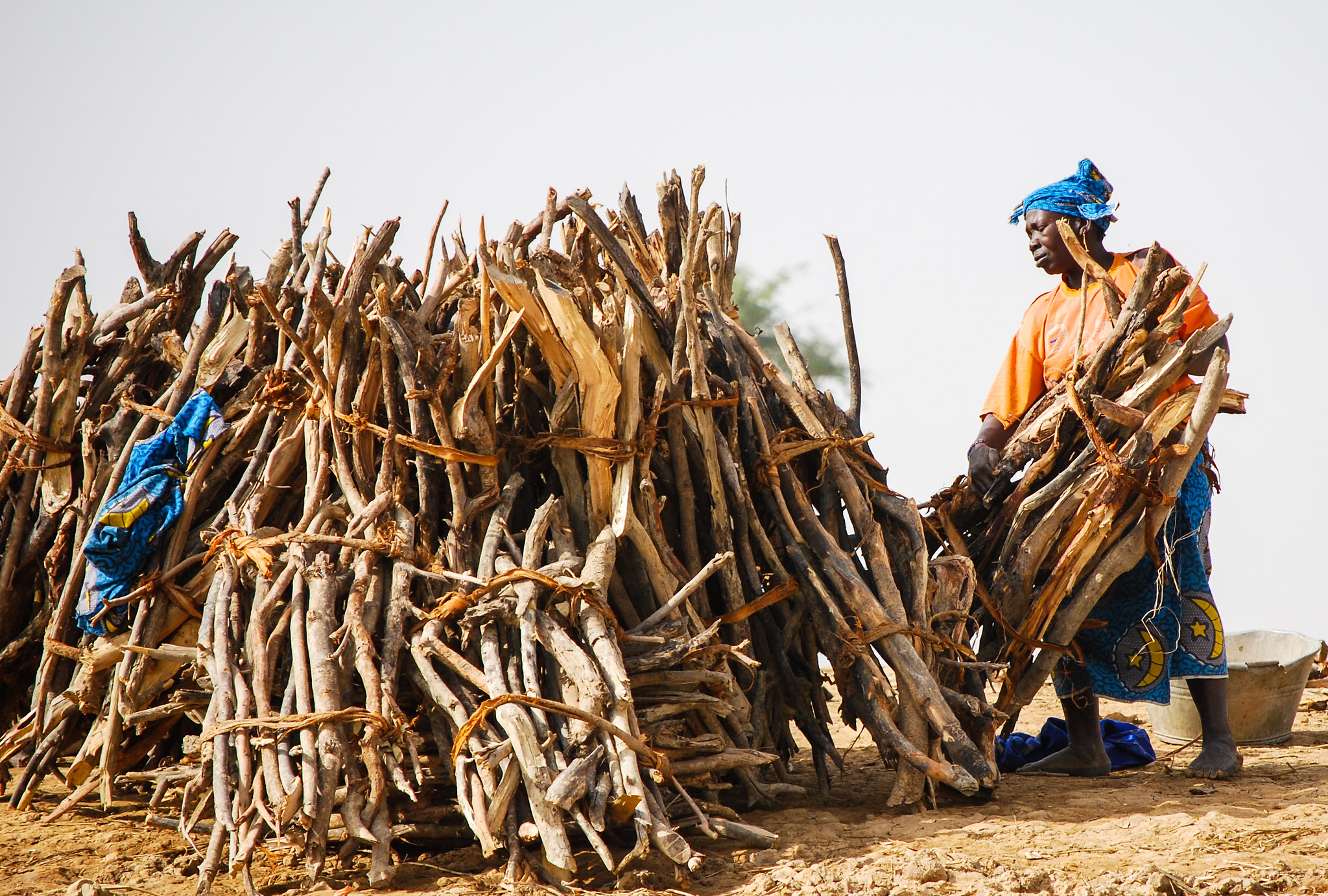 ‘Forestry is not fulfilling its promise to the rural poor’