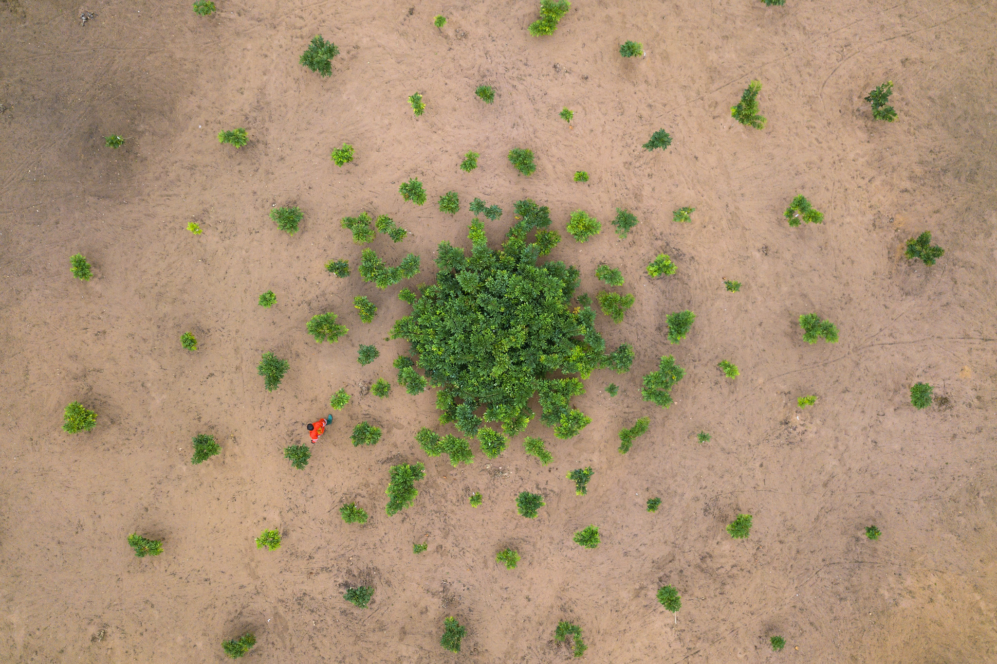 Rooting sustainability in the logging industry