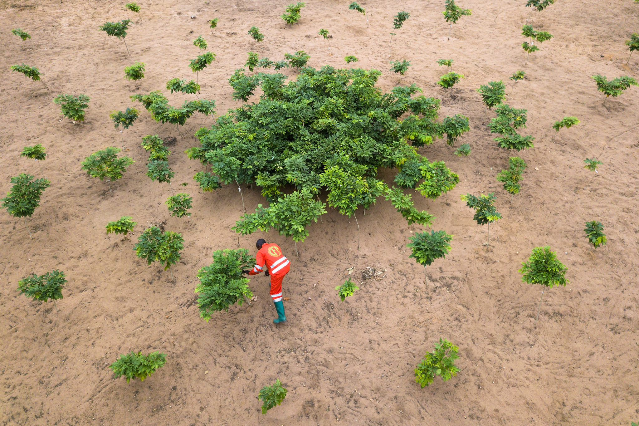 Aerial view of a man planting trees in a dry ecosystem