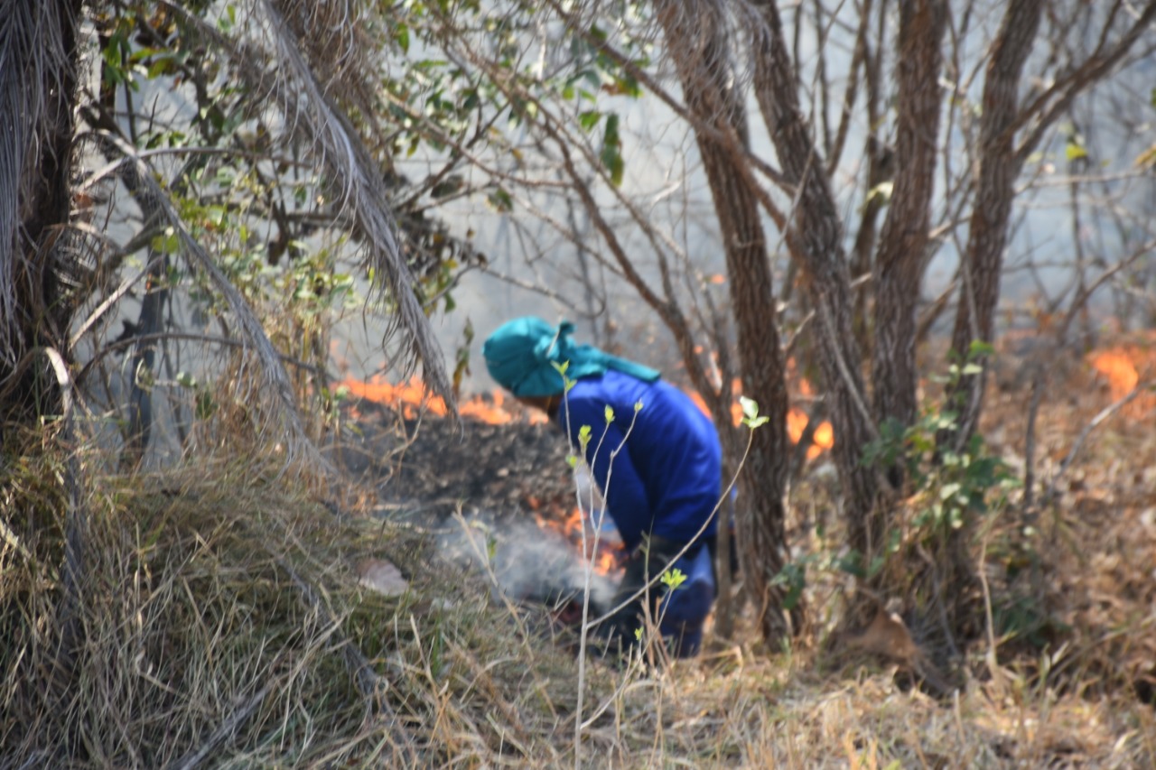 La batalla por salvar del fuego a los bosques de la Chiquitanía boliviana