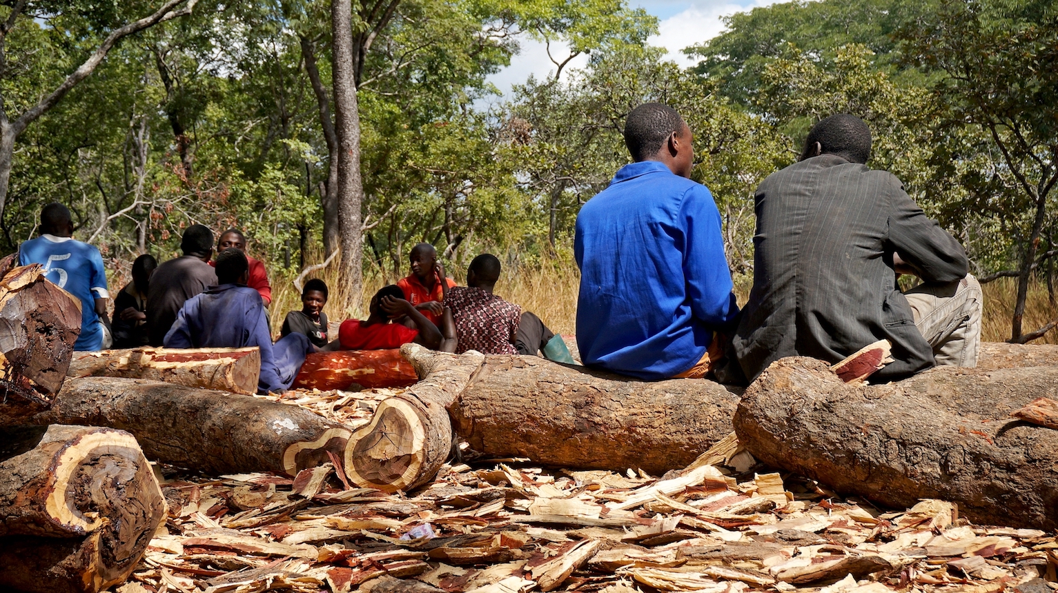 The race to save rosewood