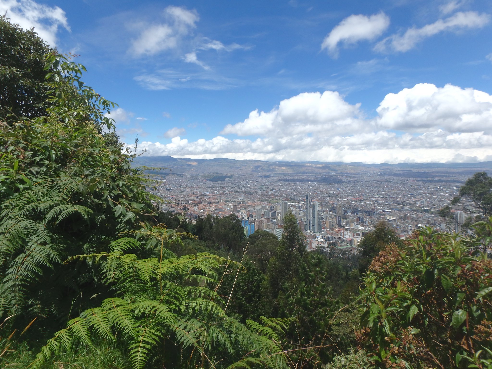 ¿Por qué es importante conservar los bosques periurbanos?