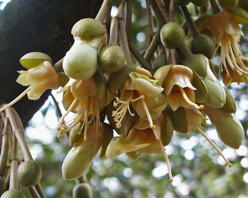 As pollinators, bats play key role in large-scale durian production in Indonesia