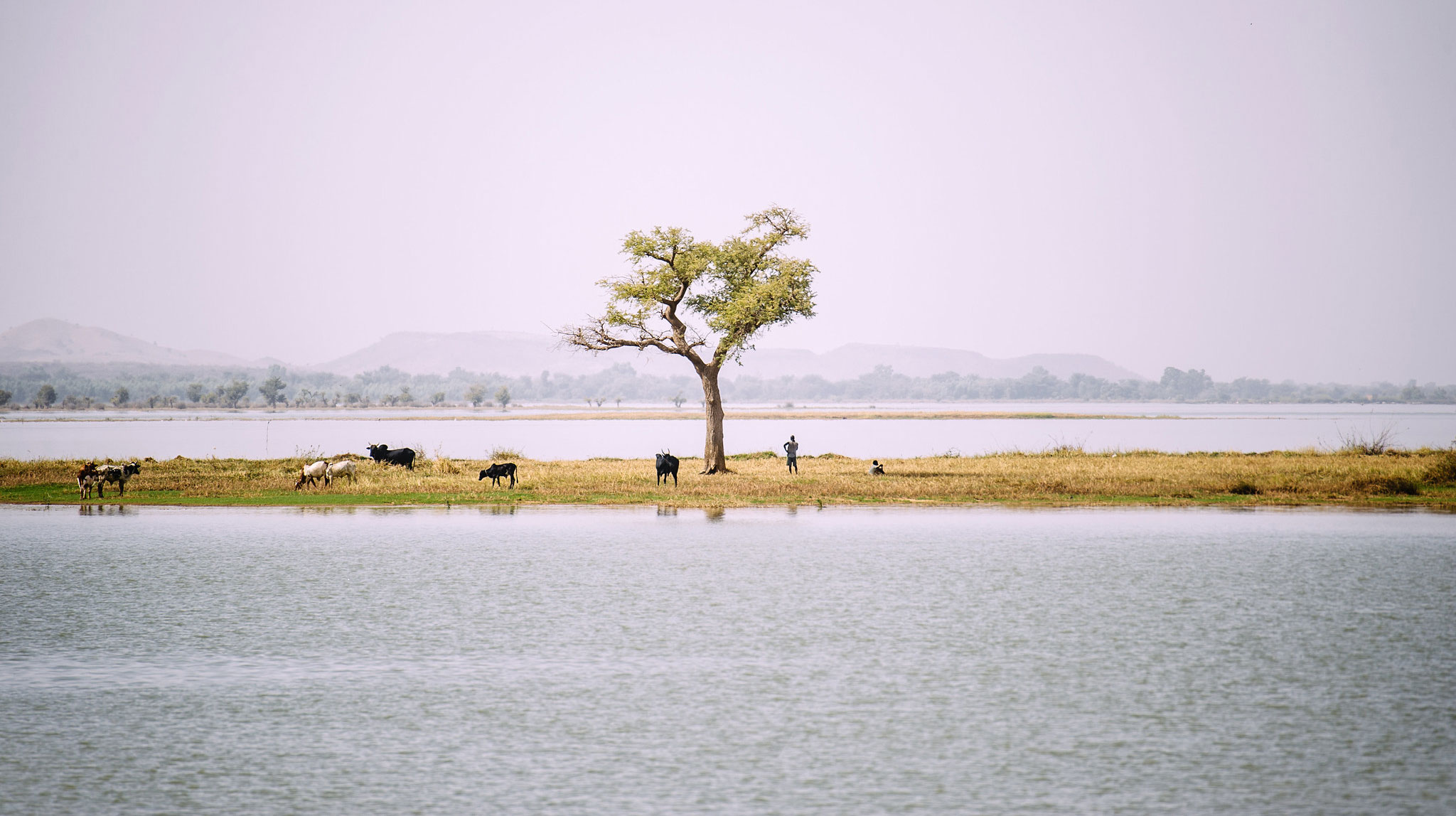 Trees and water: Don’t underestimate the connection