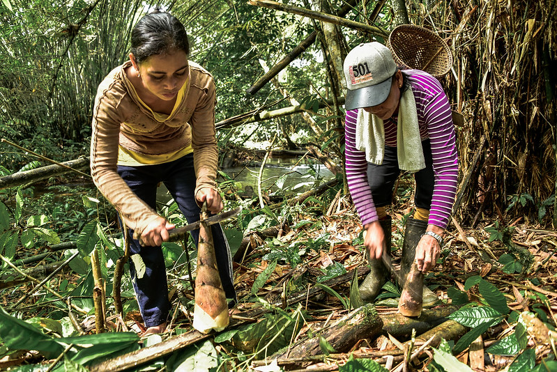 Manfaat hutan bambu untuk alam dan kesejahteraan masyarakat
