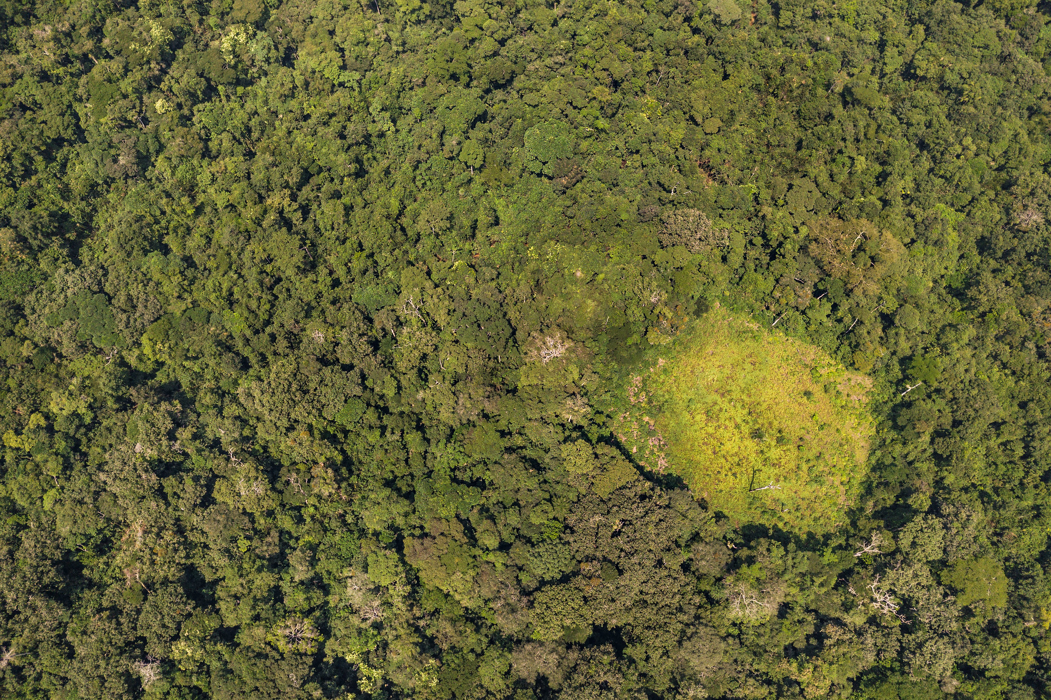 Malgré sa taille, le bassin du Congo attire moins de fonds que les autres grandes régions forestières