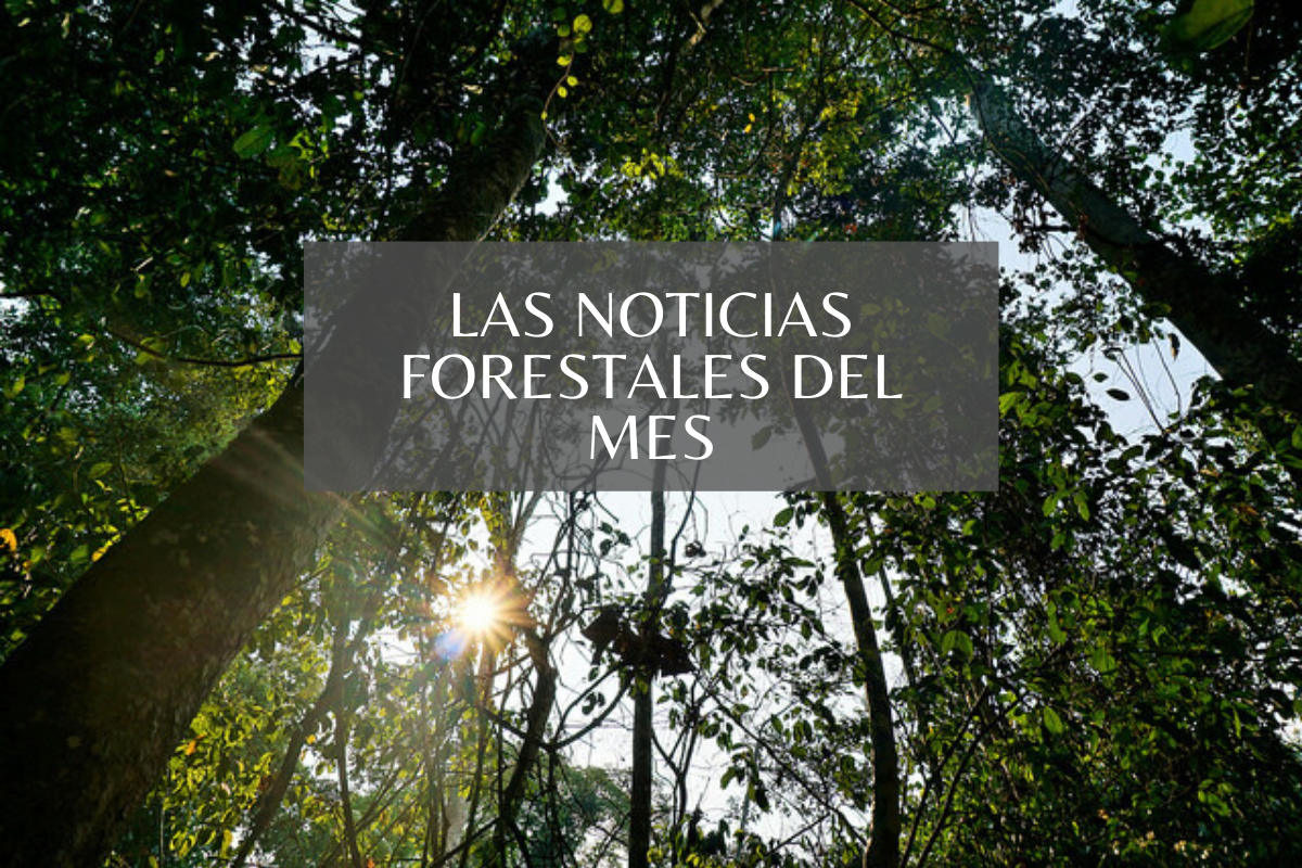 ¿Qué nos dejó noviembre? Cinco temas relevantes en la agenda forestal y ambiental