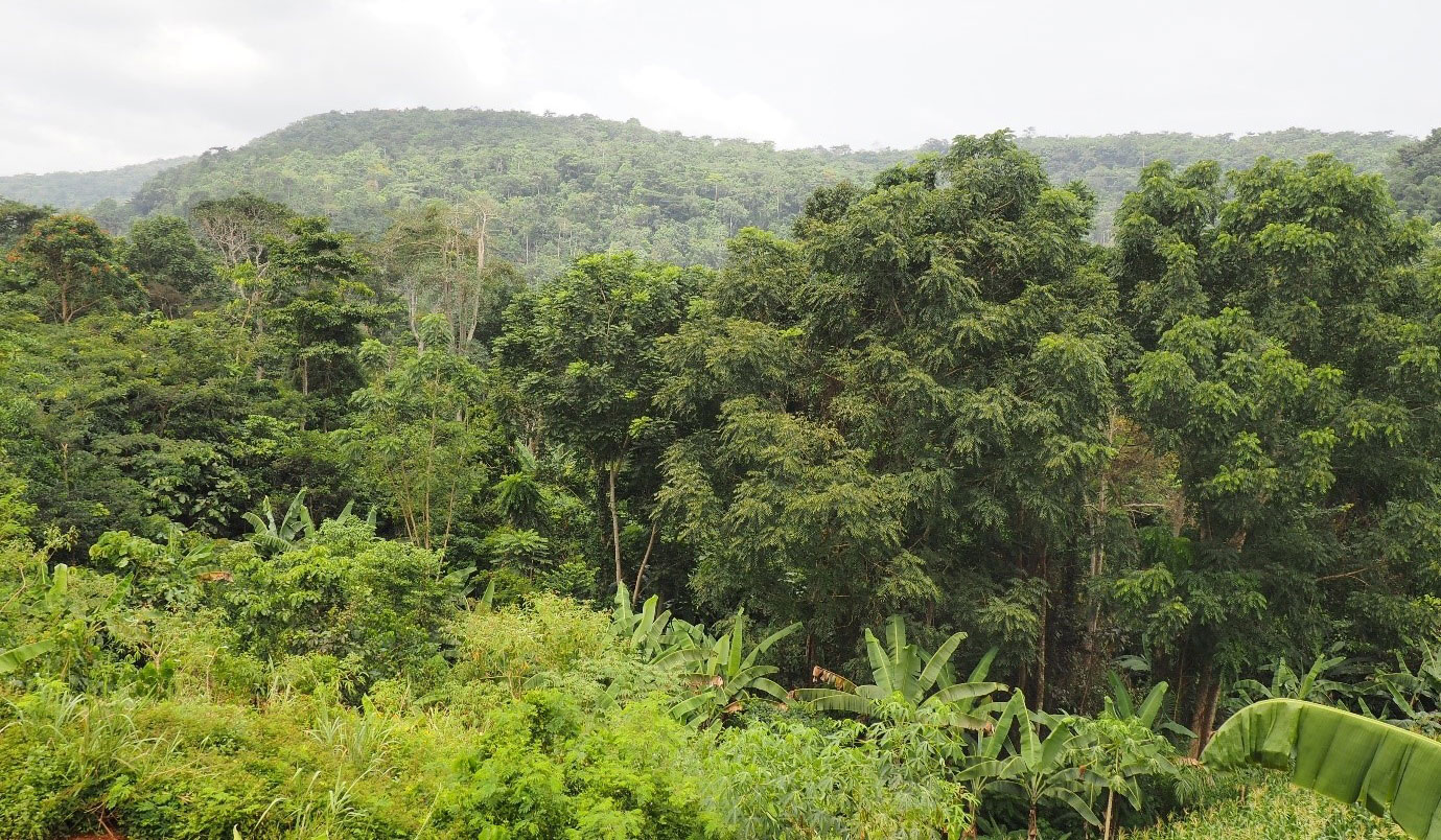 Towards zero-deforestation commodities in Ghana’s Atiwa forest