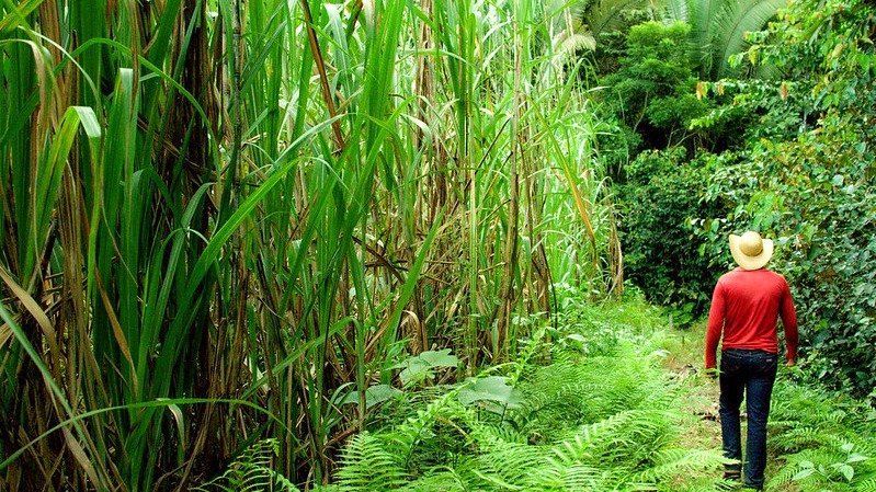 Climate and Agriculture at COP