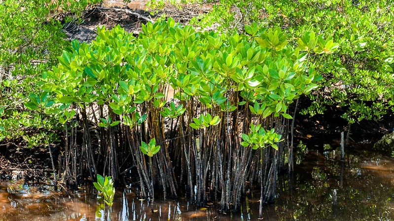 Blue carbon and peatlands and the role they play at climate talks