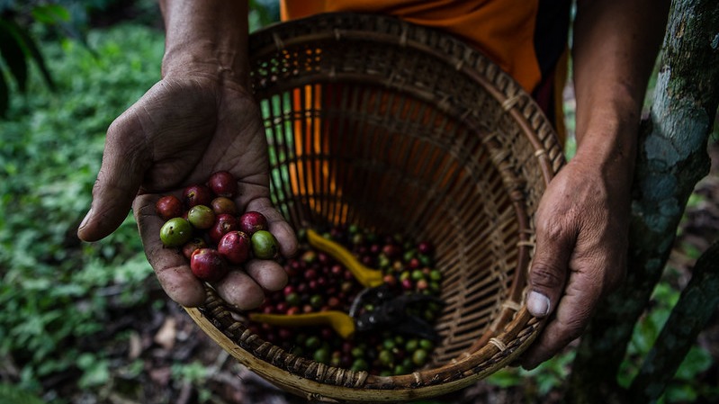 Agroforestry for transforming commodity crops