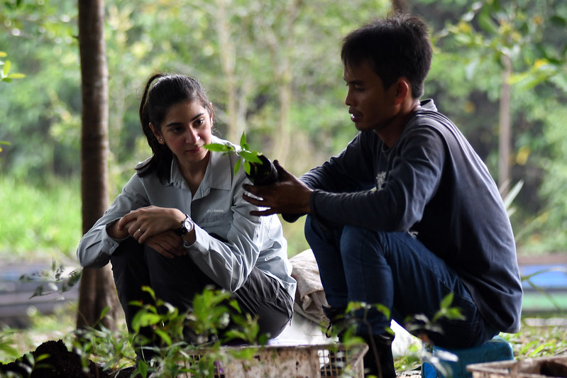 REDD+: Satu warna penting pada palet strategi perlindungan hutan