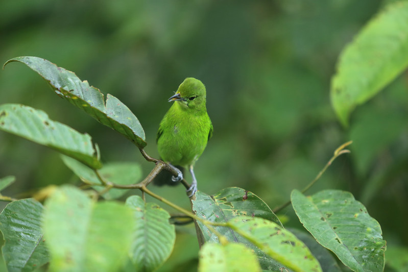 A small green bird perches on a leafy branch. The bird and the leaves are the same color.