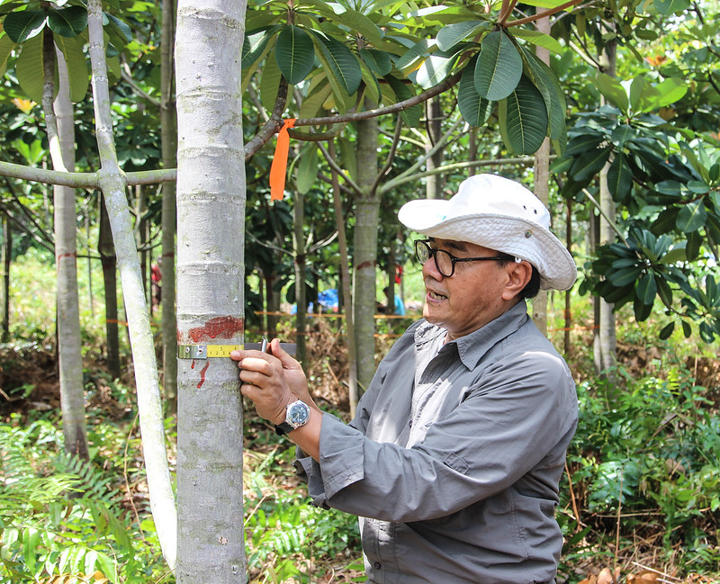 A scientist wearing a hat, wraps a tape measure around a marked mangrove tree trunk and measures it