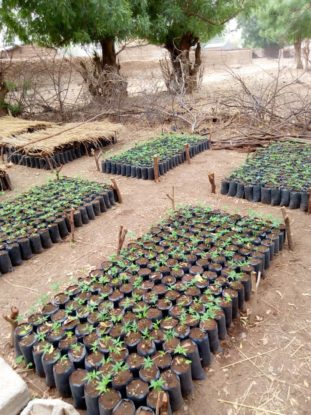 Plants in plastic pots laid out in rows at a nursery in Mogazang, Cameroon