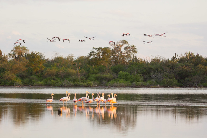 Paraguay: A beacon state for forest management?