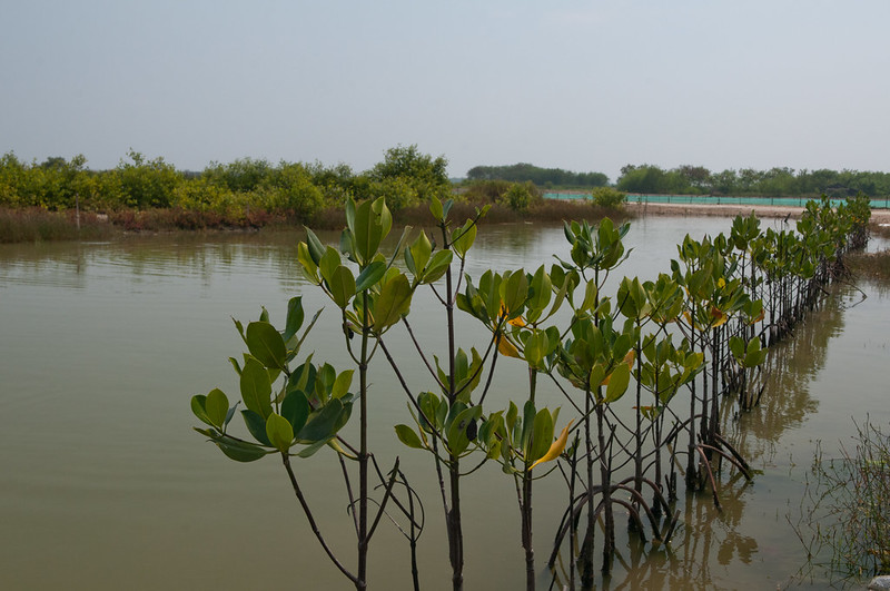 Dampak perubahan tata guna lahan pada simpanan karbon di lahan bakau