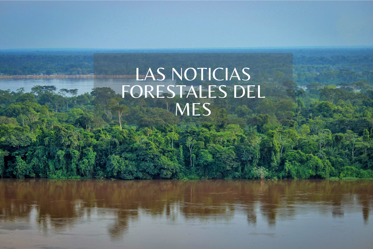 Cinco noticias forestales que dejó febrero y no debes perderte