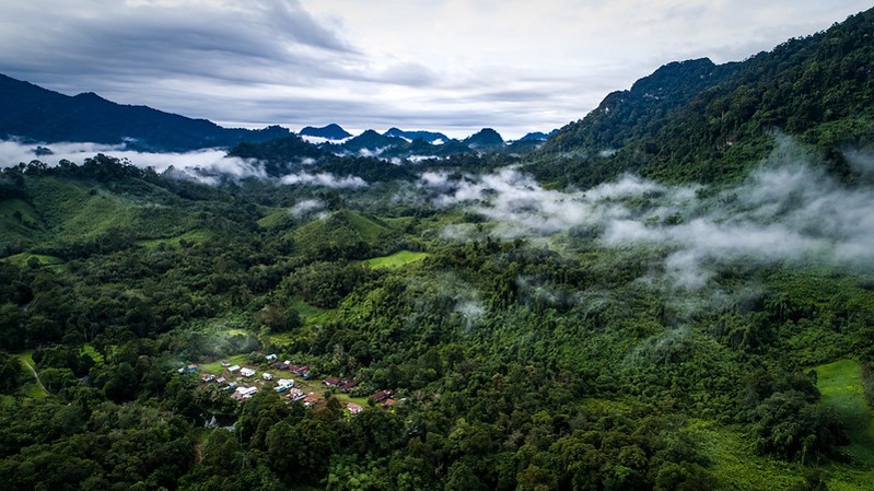 Forests 101: The green infrastructure sustaining life on earth