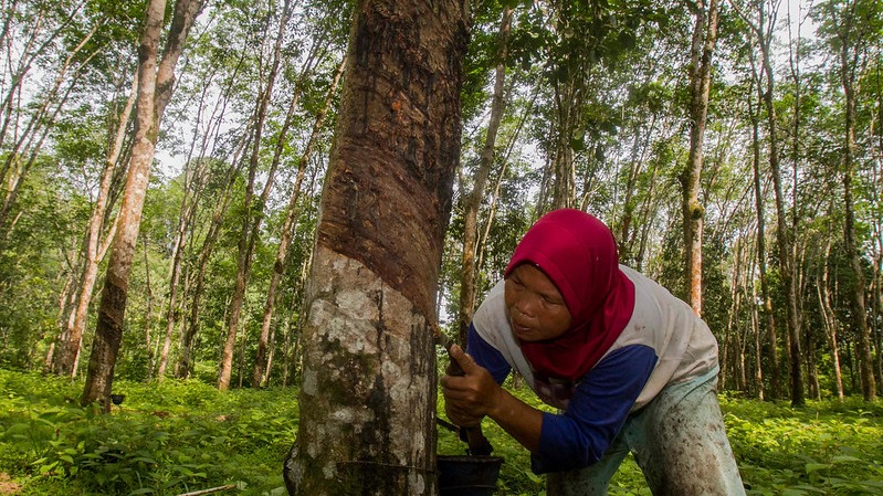 Agroforestry for the NDCs