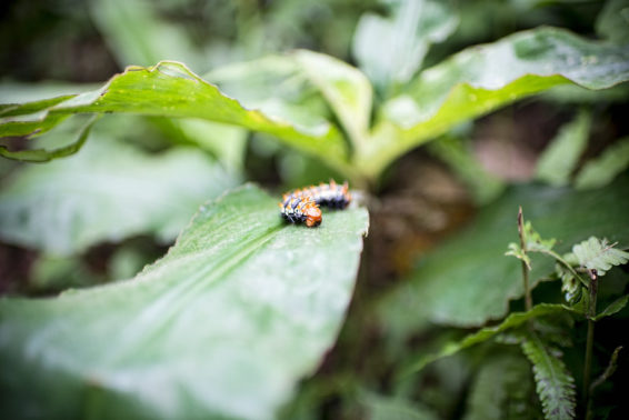 A caterpillar crawls on a leaf