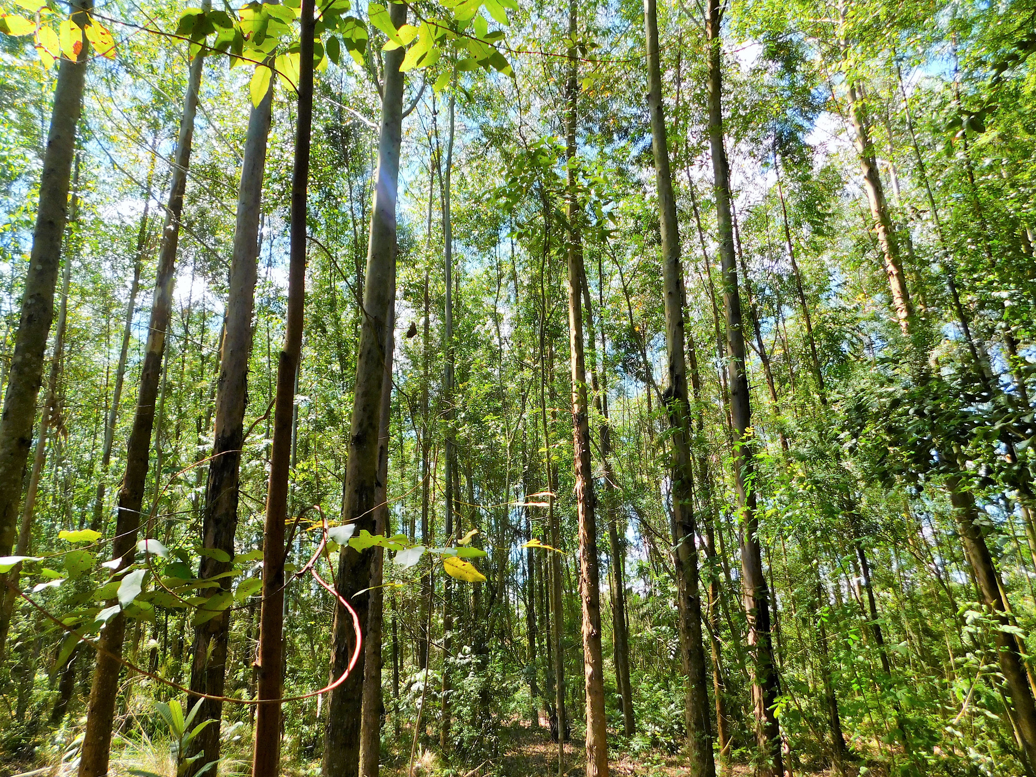 Regenerasi alami: Pilihan baik bagi keanekaragaman hayati