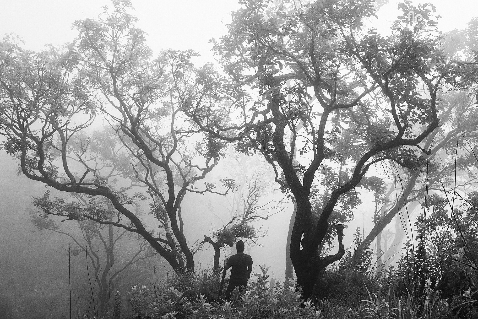 Hutan musim: Mengenal lahan ekstrem di daerah tropis