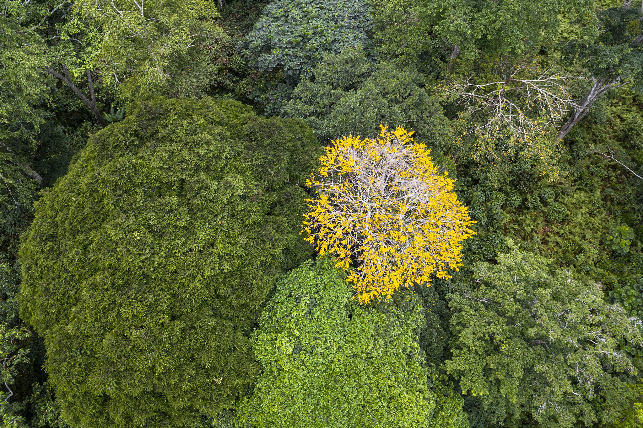 Cinq (ou six) solutions pour sauver les forêts du monde et restaurer les paysages