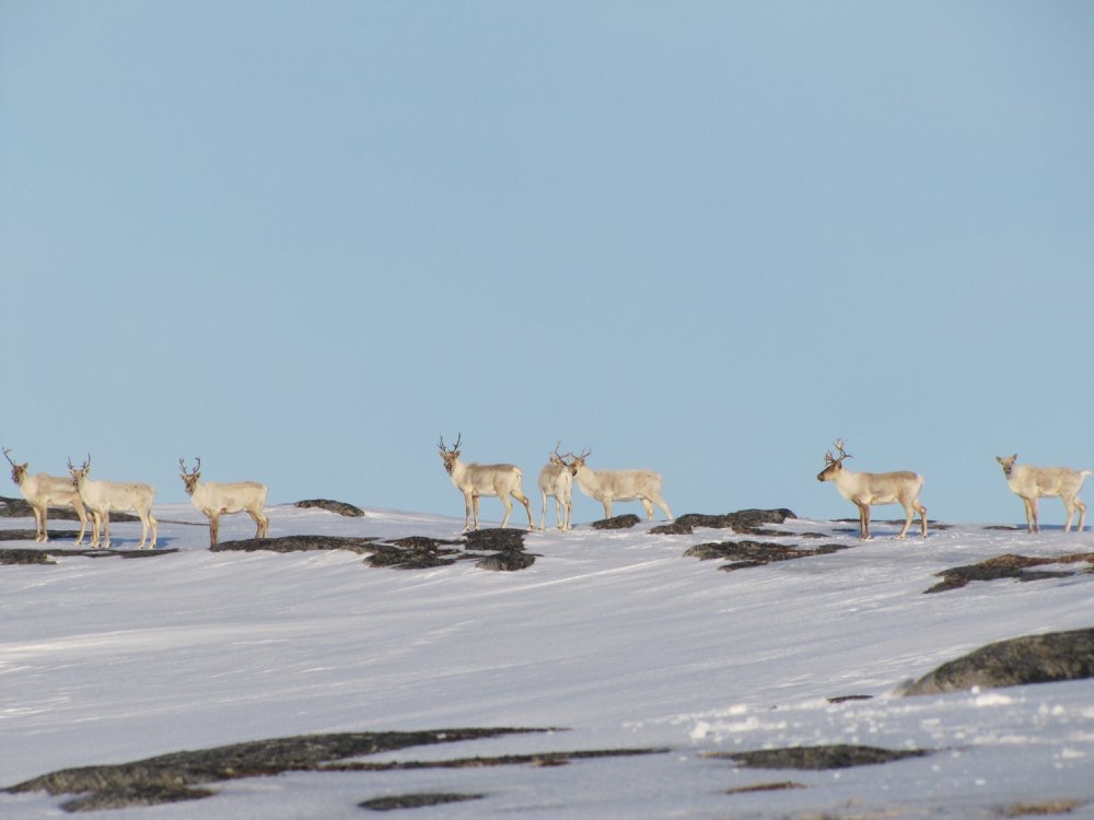 Canadian caribou hunting ban highlights challenges of wildlife management