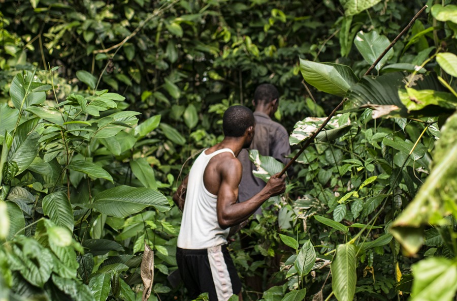 COVID-19 and what it means for wild meat