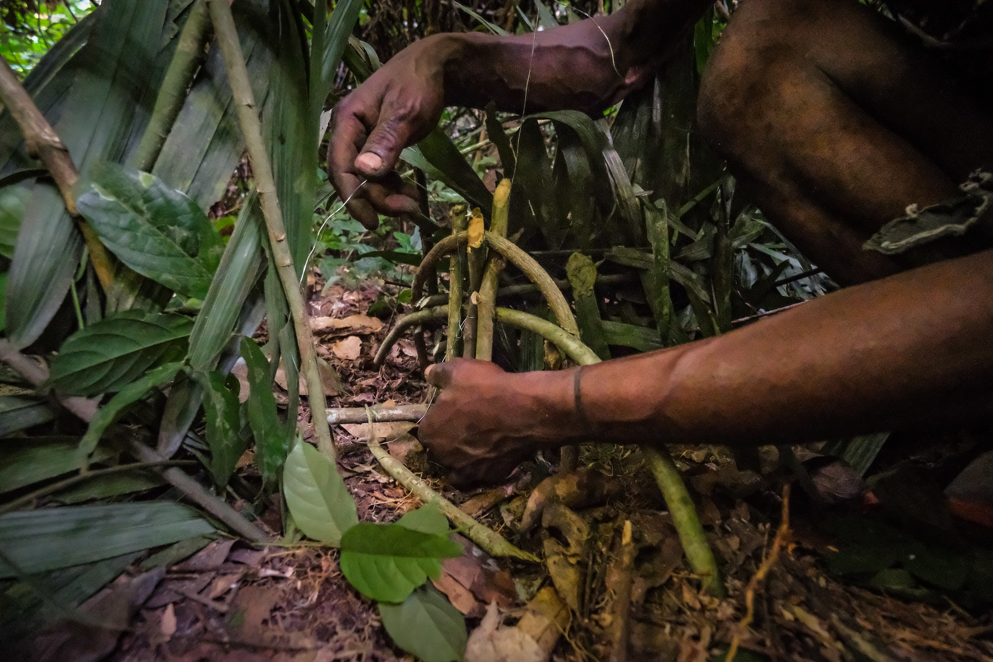 Pelarangan daging satwa liar akibat COVID-19 bisa menghilangkan asupan protein jutaan masyarakat