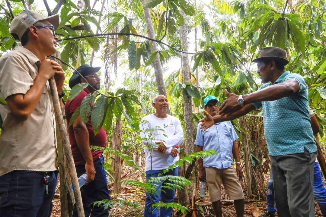In Pará, agroforestry systems foster networks, learning and Amazonian landscapes