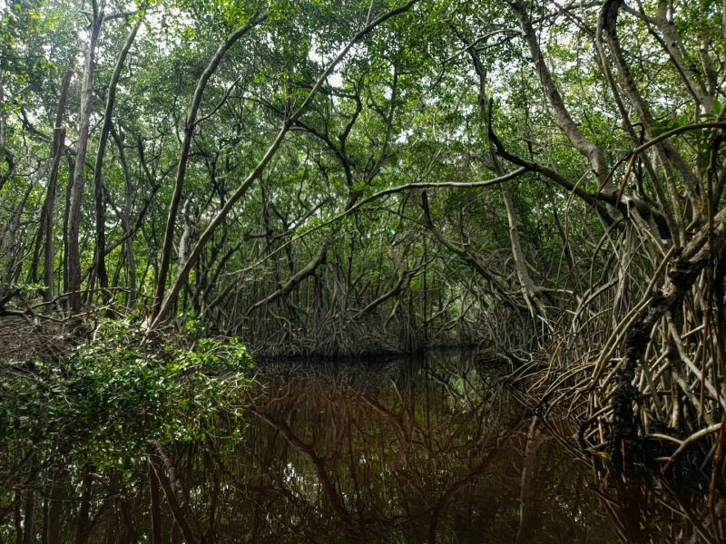El cambio de uso de tierra tiene un gran impacto sobre el carbono almacenado en los manglares