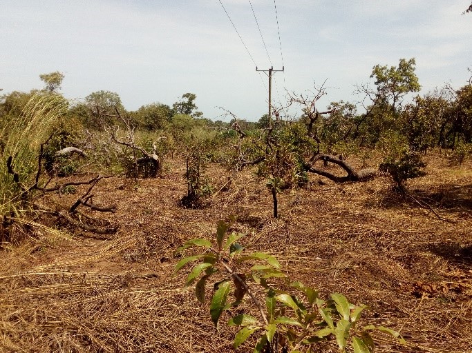 Challenges and potential for landscape approaches in Northern Ghana