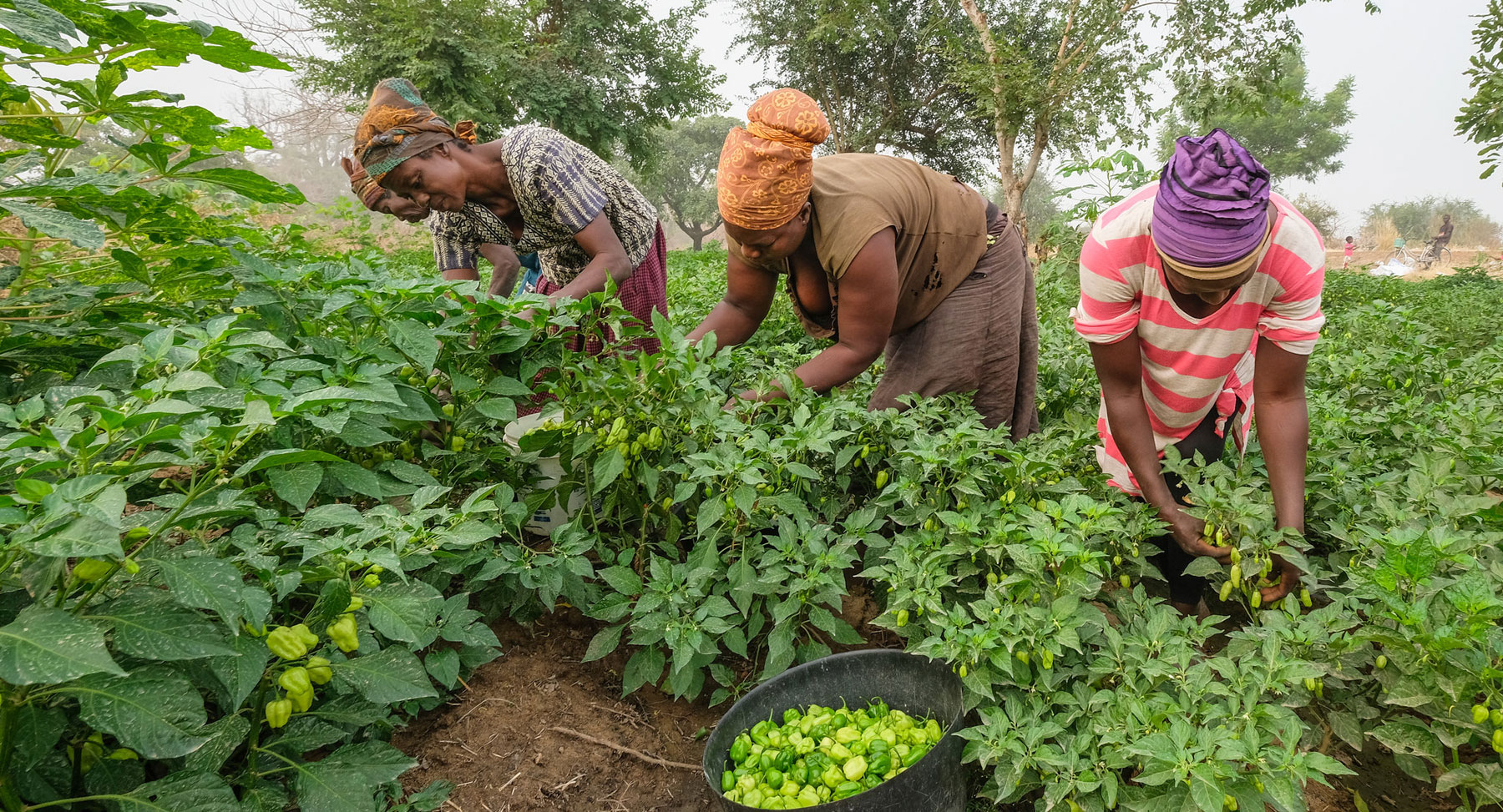 When domestic policies are not enough: A call for a regional approach to wood fuel governance