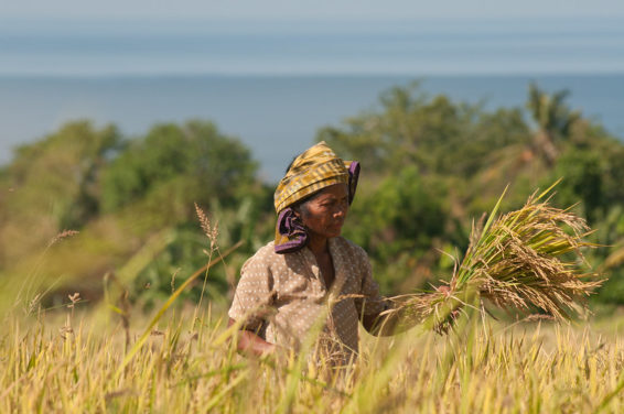 A woman stands in a field with a handful of rice paddy