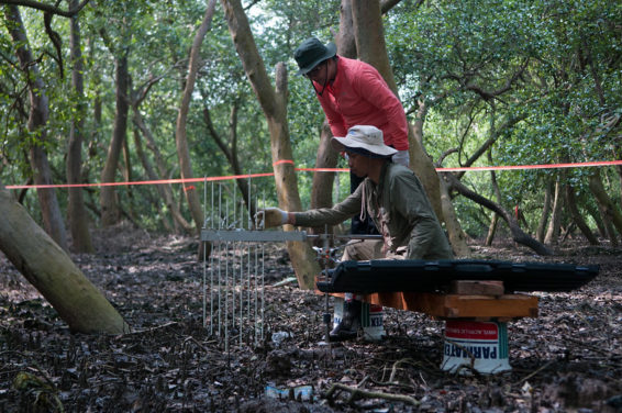 Scientists work in a swampy mangrove forest to measure carbon