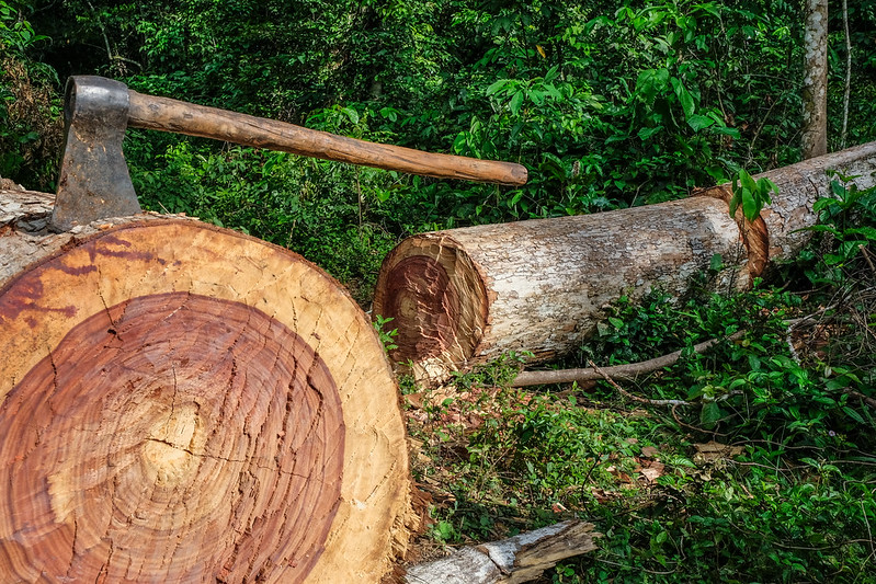 An axe is shown in a embedded in large tree trunk in a forest